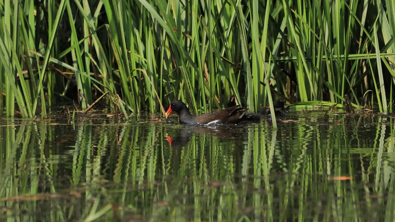 Vandhøne Krydsord Tips