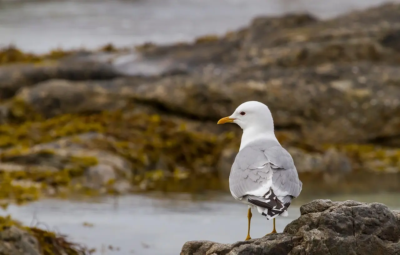 12 små, søde julegaver til den nye kæreste (ham)