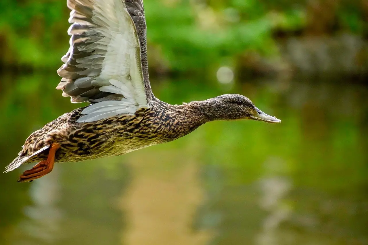 Kritiker i Krydsord guide