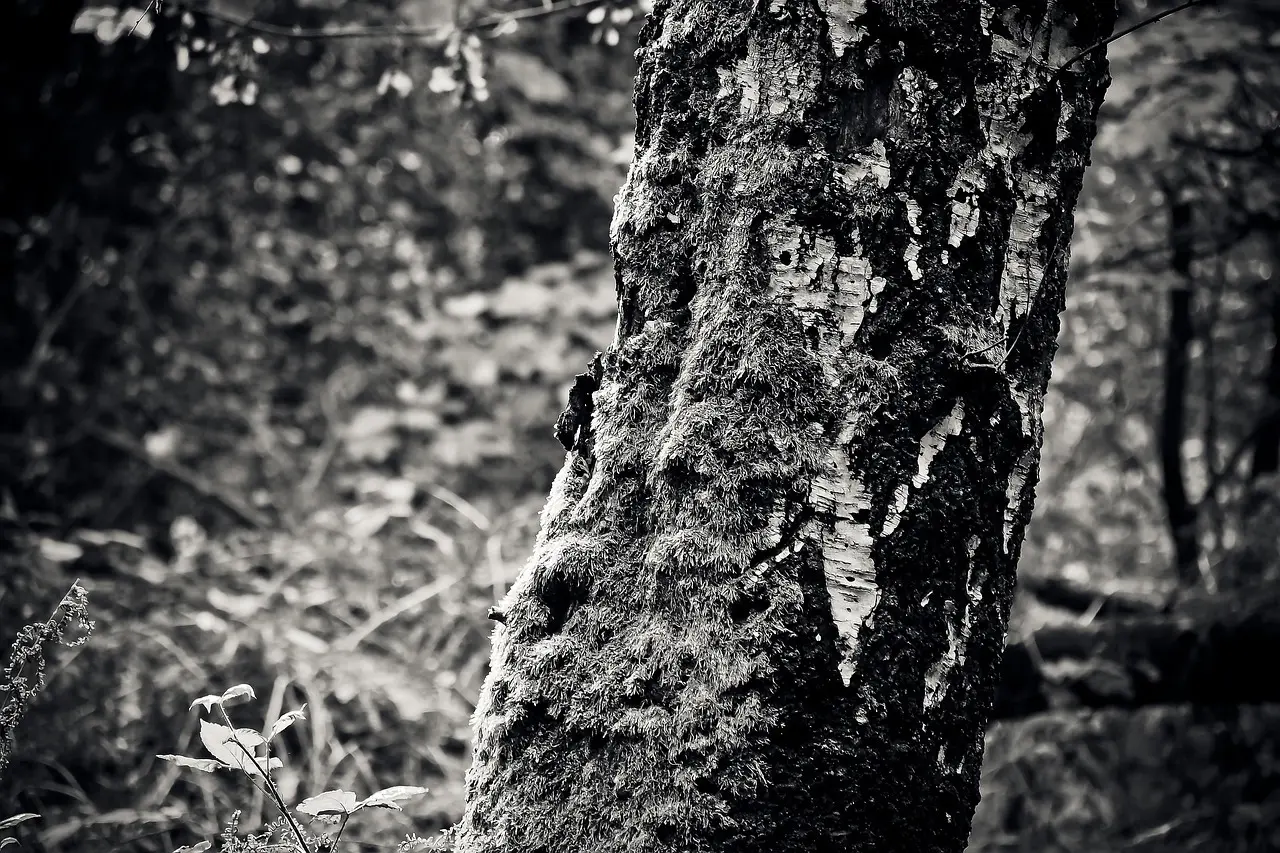 Løsningsord til Løvtræ krydsord