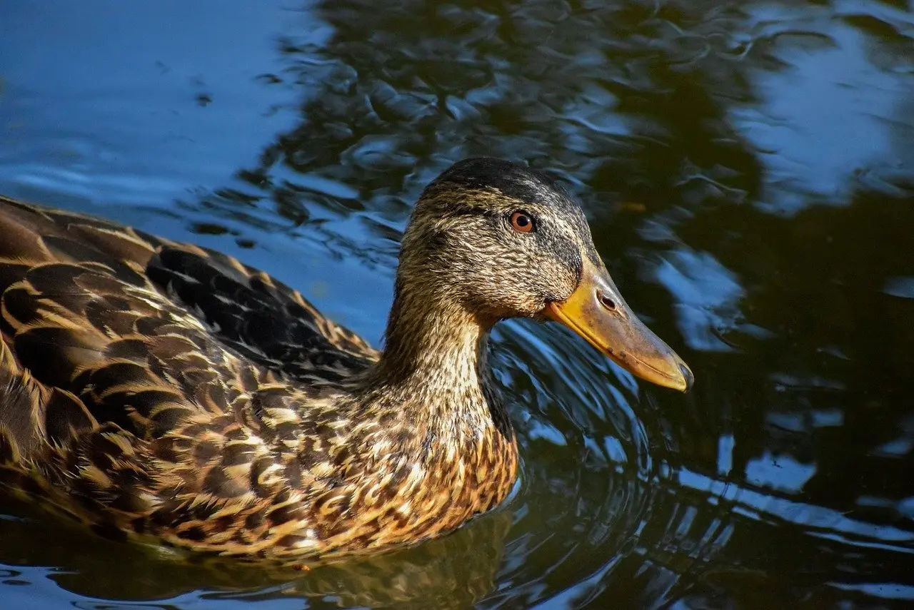 Reference til Værker Krydsord