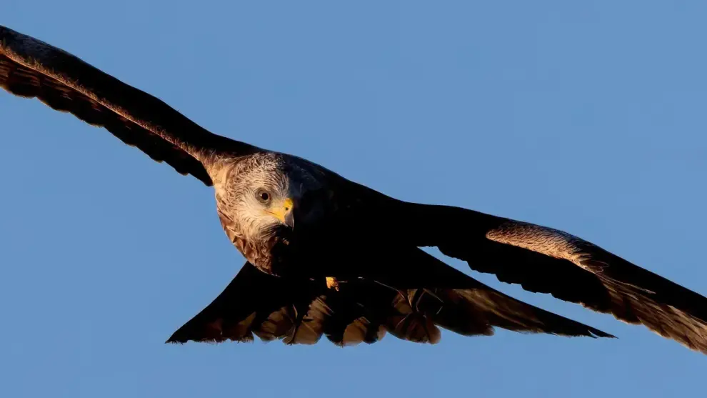 Sådan giver du ham en rovfugleworkshop i julegave